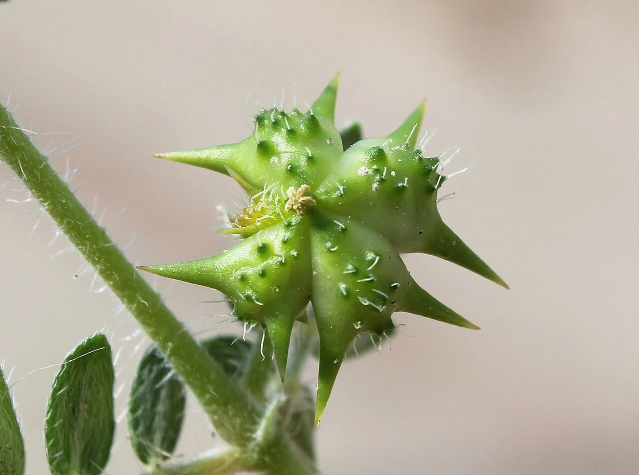 Tribulus Terrestris Fruit (Gokhru)